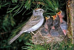 மலர்களின் அணிவகுப்பு Sparrows-nest